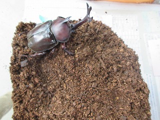 カブトムシが成虫になりました★