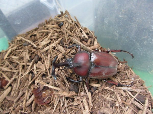 カブトムシが成虫になったよ✨
