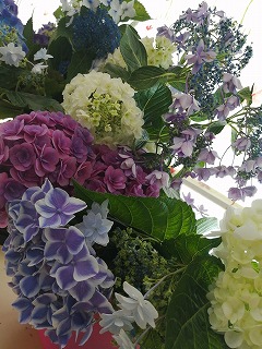 あじさい🌺